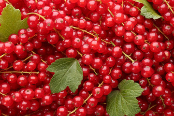 Delicious ripe red currants and green leaves as background, top view