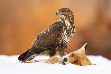 Common buzzard, buteo buteo, guarding prey on snow in winter nature. Bird of prey sitting on dead...