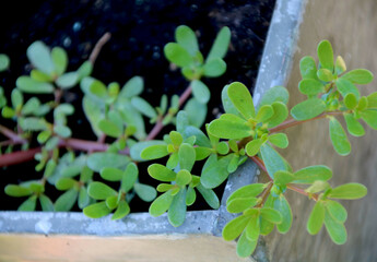 portulak im blumenkasten
