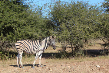 Steppenzebra / Burchell's zebra / Equus quagga burchellii