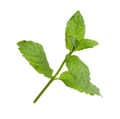 Fototapeta premium Aromatic green mint sprig isolated on white. Fresh herb
