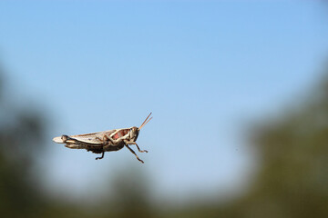 Rote Wanderheuschrecke / Red locust / Nomadacris septemfasciata