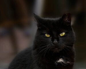 Fototapeta premium portrait of a black cat with green eyes