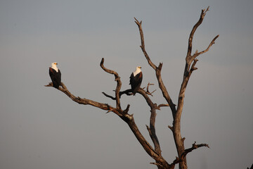 Afrikanischer Schreiseeadler / African fish-eagle / Haliaeetus vocifer.