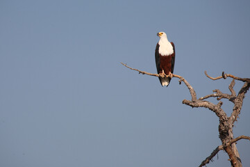 Afrikanischer Schreiseeadler / African fish-eagle / Haliaeetus vocifer.