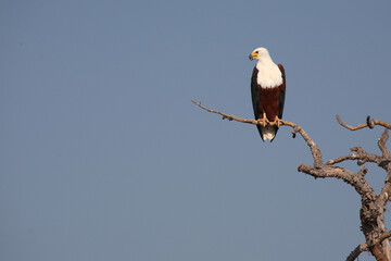 Afrikanischer Schreiseeadler / African fish-eagle / Haliaeetus vocifer.