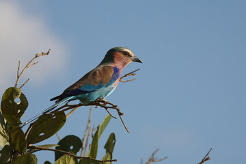 Gabelracke / Lilac-breasted roller / Coracias caudata