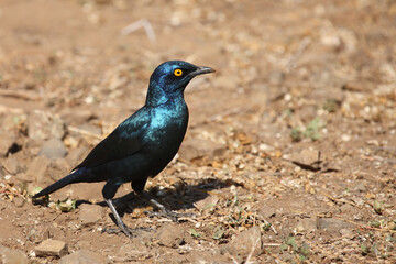 Rotschulter-Glanzstar/ Cape glossy starling or Red-shouldered starling / Lamprotornis nitens