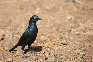 Rotschulter-Glanzstar/ Cape glossy starling or Red-shouldered starling / Lamprotornis nitens