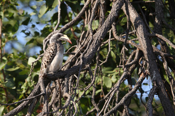 Grautoko / African grey hornbill / Lophoceros nasutus