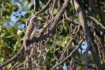 Grautoko / African grey hornbill / Lophoceros nasutus
