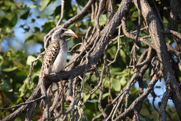 Grautoko / African grey hornbill / Lophoceros nasutus