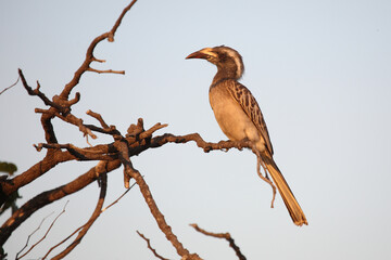 Grautoko / African grey hornbill / Lophoceros nasutus
