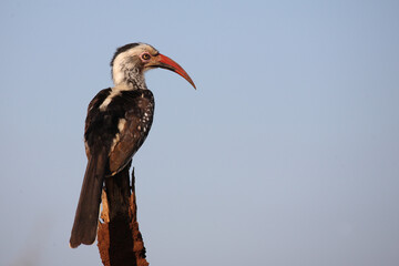 Rotschnabeltoko / Red-billed hornbill / Tockus erythrorhynchus