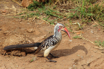 Rotschnabeltoko / Red-billed hornbill / Tockus erythrorhynchus