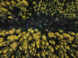 Wald von oben Luftaufnahme