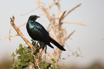 Riesenglanzstar / Burchell's starling / Lamprotornis australis