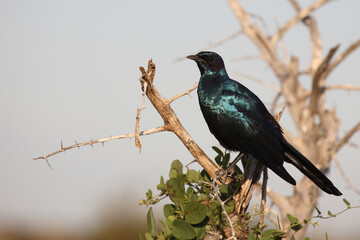 Riesenglanzstar / Burchell's starling / Lamprotornis australis