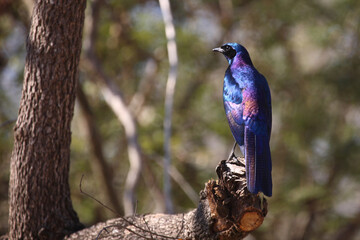 Riesenglanzstar / Burchell's starling / Lamprotornis australis
