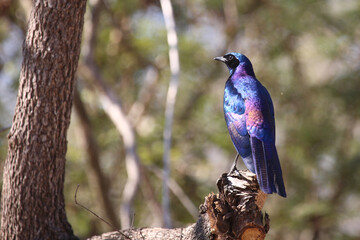 Riesenglanzstar / Burchell's starling / Lamprotornis australis