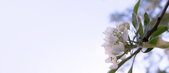 Banner with branch of flowering pear tree with green leaves in front of blue sky. Springtime bloom garden with copy space.