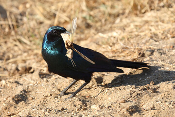 Riesenglanzstar / Burchell's starling / Lamprotornis australis..