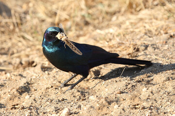 Riesenglanzstar / Burchell's starling / Lamprotornis australis..