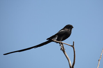 Schachwürger / Long-tailed shrike - Magpie shrike / Lanius schach.