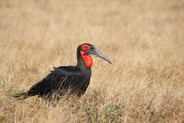 Kaffernhornrabe / Southern ground hornbill / Bucorvus leadbeateri