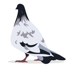 A large gray-black dove walks on a white background. Isolated vector illustration, eps 10.
