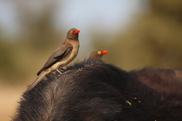 Rotschnabel-Madenhacker / Red-billed oxpecker / Buphagus erythrorhynchus
