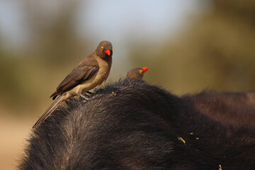 Rotschnabel-Madenhacker / Red-billed oxpecker / Buphagus erythrorhynchus