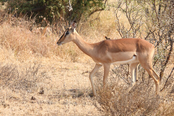 Schwarzfersenantilope und Rotschnabel-Madenhacker / Impala and Red-billed oxpecker / Aepyceros melampus et Buphagus erythrorhynchus