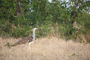 Riesentrappe / Kori bustard / Andreotis kori.