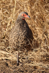 Swainsonfrankolin / Swainson's francolin or Swainson's spurfowl / Francolinus swainsonii.