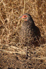 Swainsonfrankolin / Swainson's francolin or Swainson's spurfowl / Francolinus swainsonii.