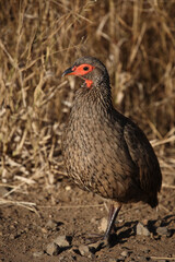 Swainsonfrankolin / Swainson's francolin or Swainson's spurfowl / Francolinus swainsonii.