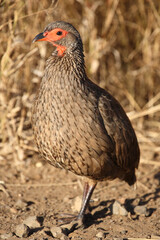 Swainsonfrankolin / Swainson's francolin or Swainson's spurfowl / Francolinus swainsonii.