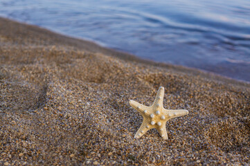 Sea star on the sand on the beach