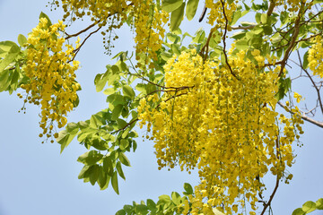 Golden shower flowers hanging on tree with blue sky background .