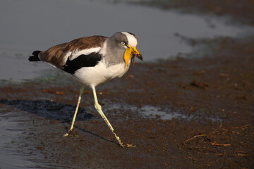 Weißscheitelkiebitz / White-crowned lapwing or White-headed Lapwing / Vanellus albiceps