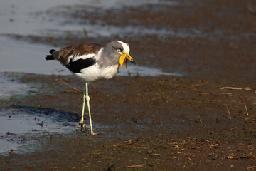 Weißscheitelkiebitz / White-crowned lapwing or White-headed Lapwing / Vanellus albiceps