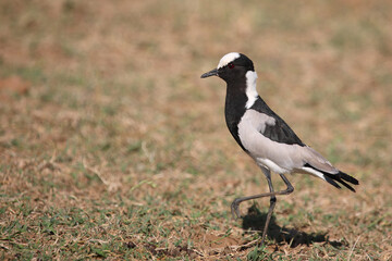 Waffenkiebitz / Blacksmith lapwing or Blacksmith plover / Vanellus armatus