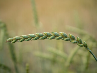 Fototapeta wheat field in the sunshine obraz