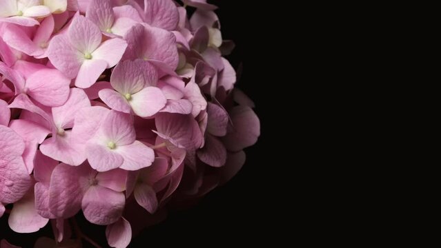 Beautiful Hydrangea flowers blooming close up. Pink flowers.