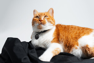 Plakat Studio portrait of adorable red and white cat, lying on black photo reflector.