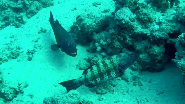 The Leopard Grouper (Plectropomus pessuliferus) pair usually occupies an area of the seabed that is guarded from other claimants.