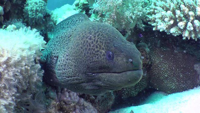 Portrait of a Giant moray (Gymnothorax javanicus) that sticks its head out of a coral hole, front view.