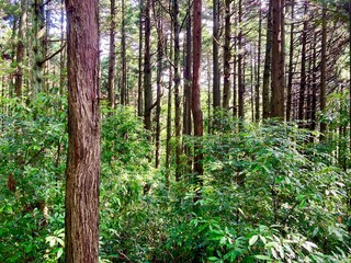 夏の針葉樹林
