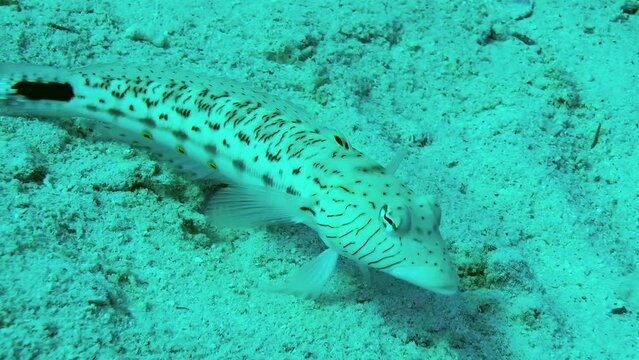 Speckled sandperch (Parapercis hexophtalma) stands on its pelvic fins and turning its eyes to examine the surroundings, close up.